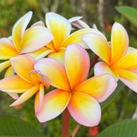 プルメリア,ピンクの花,南国の花,いい匂い,パラオのプルメリアの画像