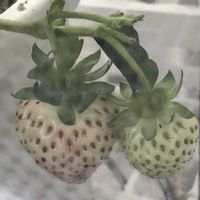 イチゴ,いちご,ベランダガーデニング,家庭菜園,ベランダの画像
