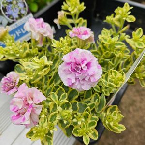 ペチュニア ヴァンサンカン,鉢植え,明るい日陰,プランター,ガーデニング初心者の画像