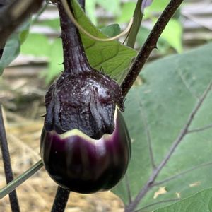 ナス,花のある暮らし,今日のお花,遊びゴコロ,チーム愛知の画像