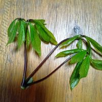 コシアブラの画像