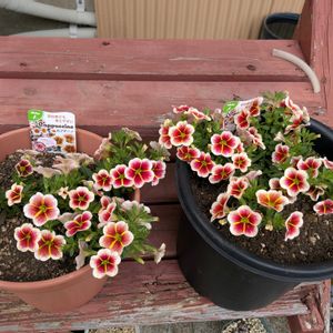 植木鉢,植え付け,買い物,みまもり隊,風に揺れる花の画像