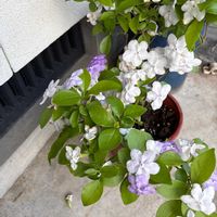 ニオイバンマツリの画像