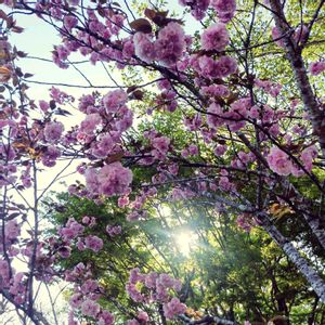 サクラ,桜,観葉植物,ネコ好き,花のある暮らしの画像