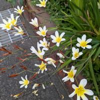 スパラキシス,矢車菊,クレマチス(てっせん),ご近所さんの庭先,しぞーか勢の画像