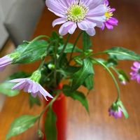 ノコンギクの画像