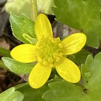 キツネノボタン,トゲミノキツネノボタンの画像