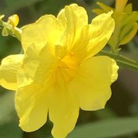 カロライナジャスミン,カロライナジャスミン,カロライナジャスミン,カロライナ ジャスミン,開花の画像