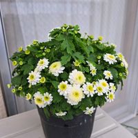 マトリカリア,マトリカリア,白い花,ベランダパトロール,蕾の画像