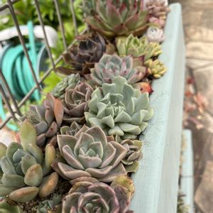 チェリーセージ,多肉植物,多肉大好き,多肉中毒,ラダーシェルフの画像