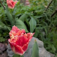 アリウム,オダマキ,コゴミ,チューリップ ネグリジェ,植中毒の画像