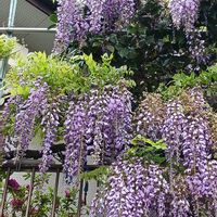 ムラサキツユクサ,藤の花,ハルジオン,朧月(おぼろづき),クルメツツジ(久留米躑躅)の画像