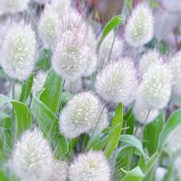 ラグラス,ラグラス（バニーテール）,ラグラス バニーテール,ガーデニング,ふわふわの画像