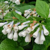 アマドコロ,チューリップ,ブルーベリー,八重咲きチューリップ,八重咲きチューリップの画像