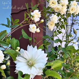 クレマチス,モッコウバラ,白モッコウバラ,白モッコウバラ,クレマチス雪おこしの画像