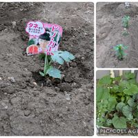 ししとう,ししとう,小玉スイカ(ピノガール),小玉スイカ(ピノガール),買った野菜苗たちの画像