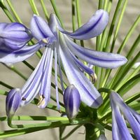 アガパンサス,アガパンサス,癒し,パープル,紫色の花の画像