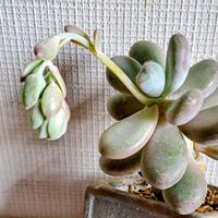 星美人,姫春星,シルバースノー,ハンショウヅルの蕾,ﾋﾞｵﾗﾊﾟﾝｼﾞｰの画像