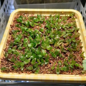 ハオルチア,ハオルシア,多肉植物,エケベリア属,ハオルチア属の画像