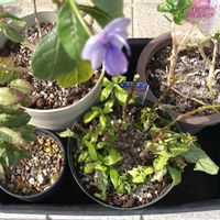 クレロデンドルム・ブルーウィング,ジャボチカバ,アラビアンジャスミン,パキスタキス,モニターの画像