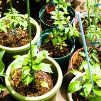 ナス,ミニトマト,ピーマン,ピーマン・ナス・ミニトマト,太陽の光を浴びての画像