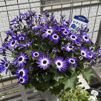 ガーデニング,花のある暮らし,花が好き,セネッティ,ガーデニング大好きの画像