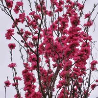 ハナモモ,花のある暮らし♡,お隣りさんのお庭の画像