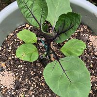 キュウリ,スズラン,スズラン,ナス,ナスの画像