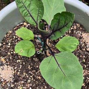 キュウリ,スズラン,スズラン,ナス,ナスの画像