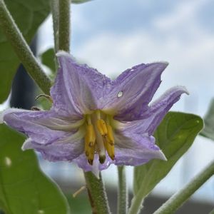 ナス,ハゴロモジャスミン,ハナミズキ,白ナス,白ナスの画像