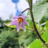 チコリ,チコリ,ナス,ナス,スナップエンドウの画像