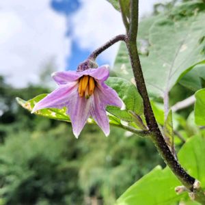 チコリ,チコリ,ナス,ナス,スナップエンドウの画像