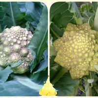 ロマネスコ,ダ・ヴィンチ,種から,モニター,Green Snap STOREの画像