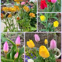 オキナグサ,チューリップ,ナス,ムスカリ,ヤマシャクヤクの画像