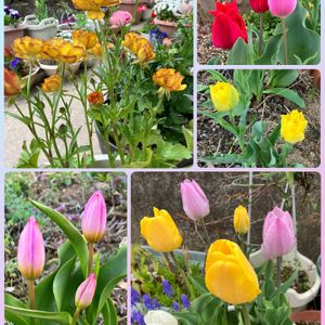 オキナグサ,チューリップ,ナス,ムスカリ,ヤマシャクヤクの画像