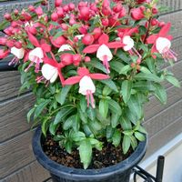 フクシア,ナツメグゼラニウム,ナツメグゼラニウム,フクシア プーニーの画像