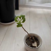 銀杏,やりました発芽！！の画像