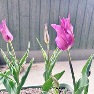 チューリップ,プランター,葉っぱのある暮らし,ピンクのお花,春のお花の画像