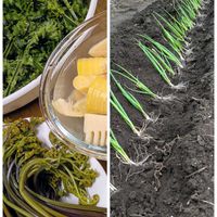 ネギ,家庭菜園,畑の画像