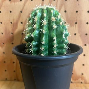 サボテン,短刺金鯱,サボテン科,サボテン胴切り,胴切りの画像