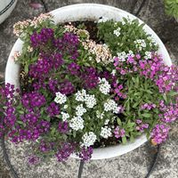 アリッサム,チューリップ,ニチニチソウ,花のある暮らし,こぼれ種っ子の画像