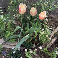 アジュガ,イベリス,チューリップ,ノースポール,パンジー・ビオラの画像