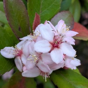 シャリンバイ,いつもありがとう♡,花のある暮らし,屋上庭園,２０２０年５月同期の画像