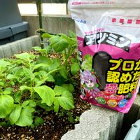 ジャガイモ,PR,アヅミン,腐植酸苦土肥料,家庭菜園の画像