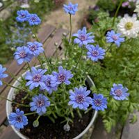 フェリシア,フェリシア・スプリングメルヘンの画像