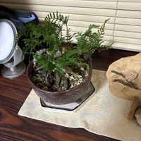 トキワシノブの画像