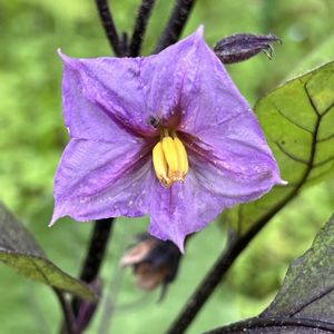 ナス,今日のお花の画像
