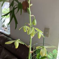 アルブカ,アルブカ スピラリス,アルブカスピラリス フリズルシズル,球根植物の画像