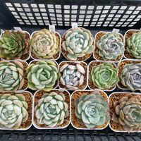 スイレン,アトランティス,オレンジモンロー,オウンスロー,アガボイデスジゼルの画像