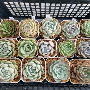 スイレン,アトランティス,オレンジモンロー,オウンスロー,アガボイデスジゼルの画像